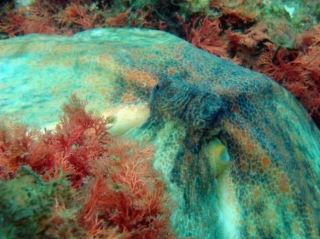 descubriendo las profundidades del oceano